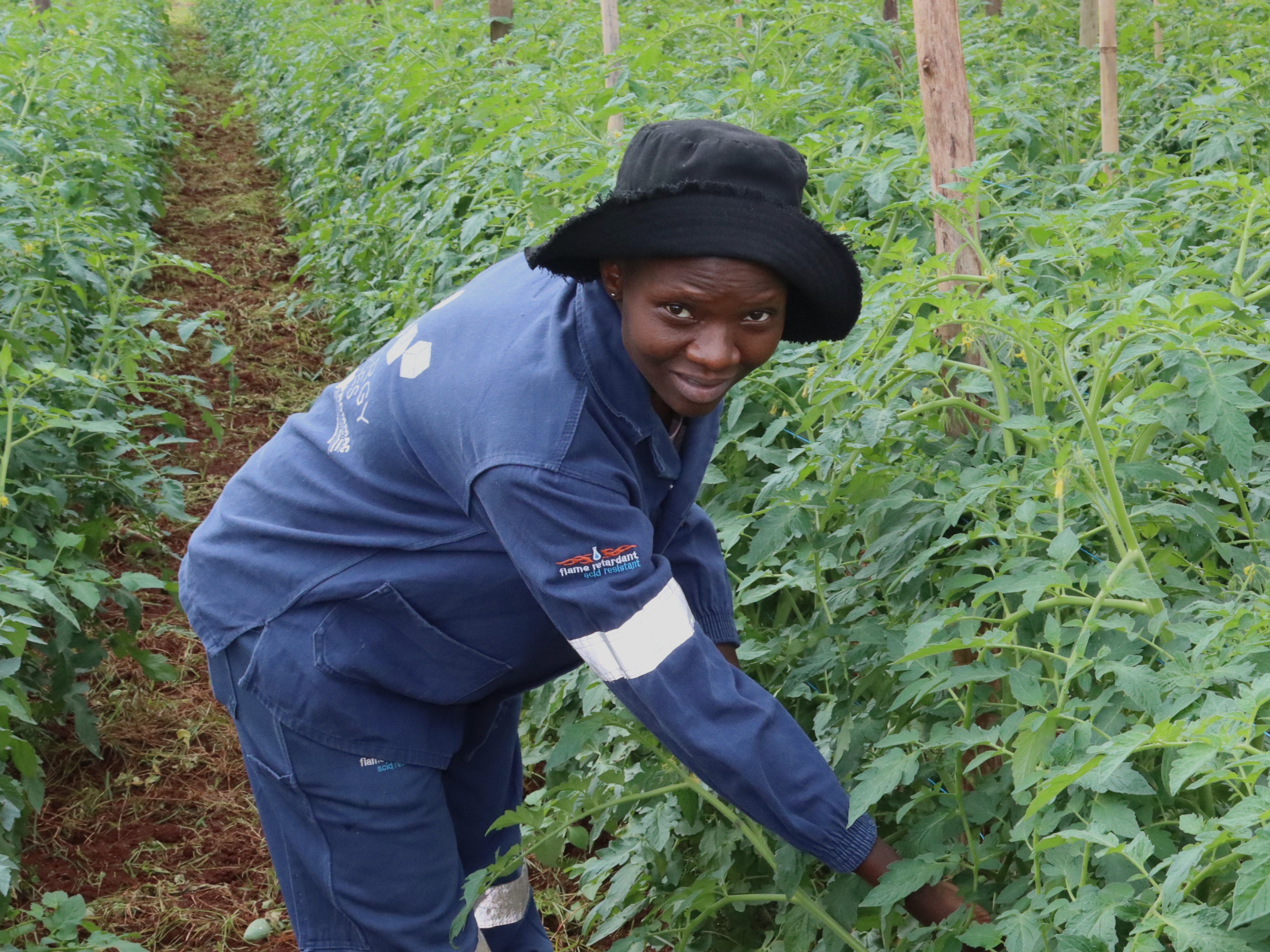 A young farmer is harvesting tomatoes.