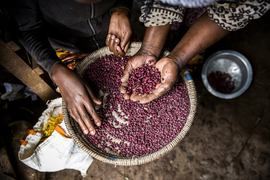 Two pairs of hands handle a basket of beans in Kenya. 