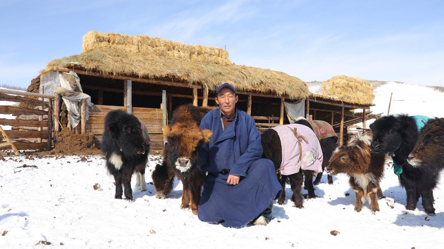 A Mongolian man stands amongst his herd in the snow.
