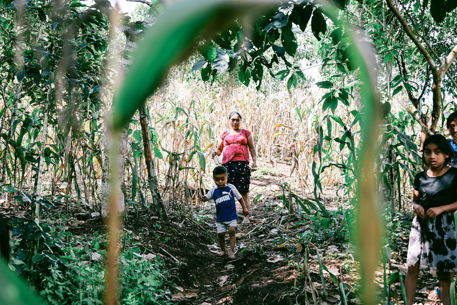 A woman in Guatemala in a maize field with her young son and daughter.
