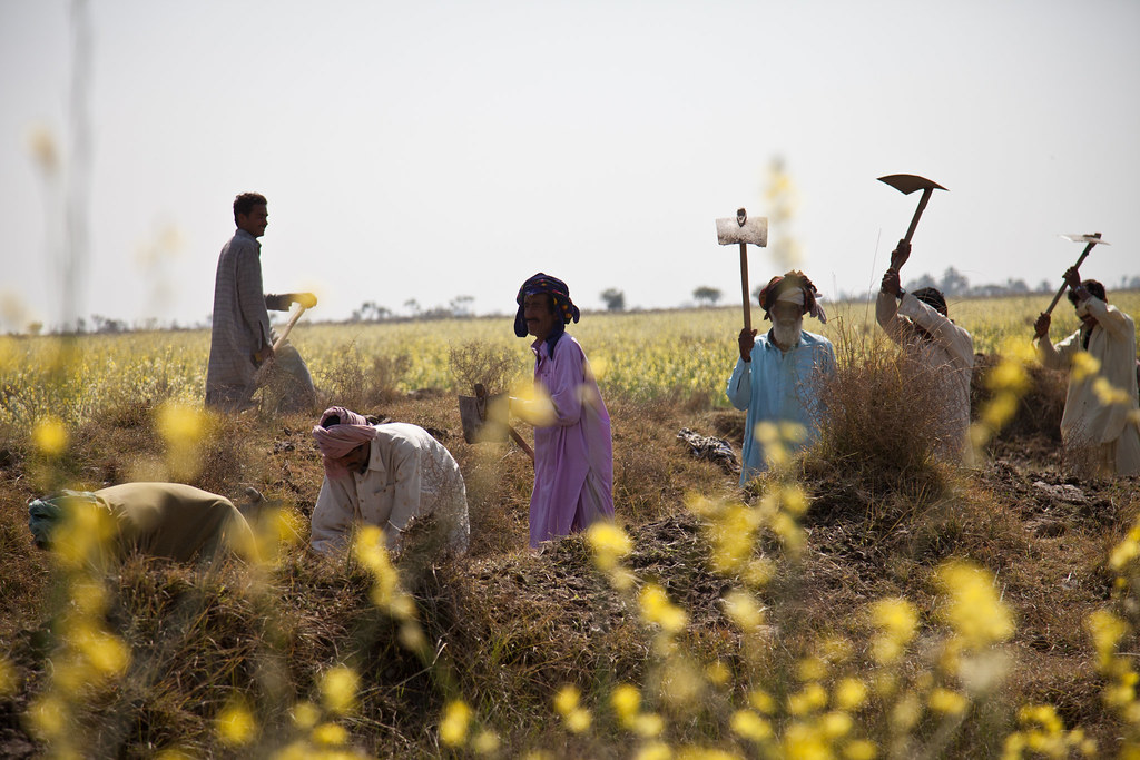 Farmers work in a field in Pakistan.
