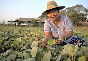 woman in straw hat bends down to attend to paddy field 