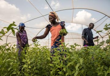 three people tend to crops in a greenhouse