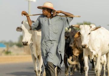 A man on the road with cows behind him