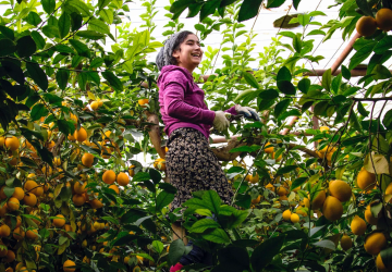 A woman in Tajikistan amidst a lemon grove.