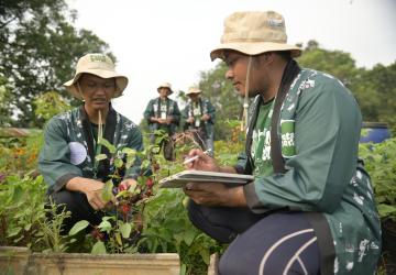 Four workers in Indonesia (two foreground, two background) analyse plants.