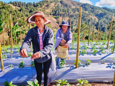 Two people working in a cultivated field on a sunny day.