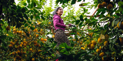 A girl stands among dense, fruit-laden trees inside a greenhouse, tending to ripe yellow produce.