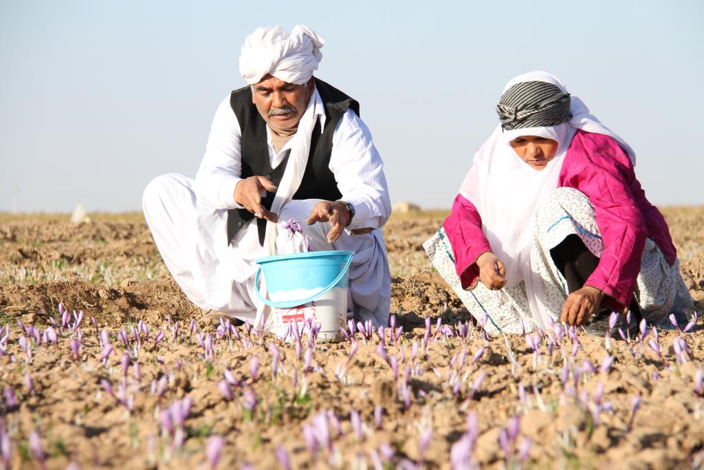 Two people in a field attending to their crops 