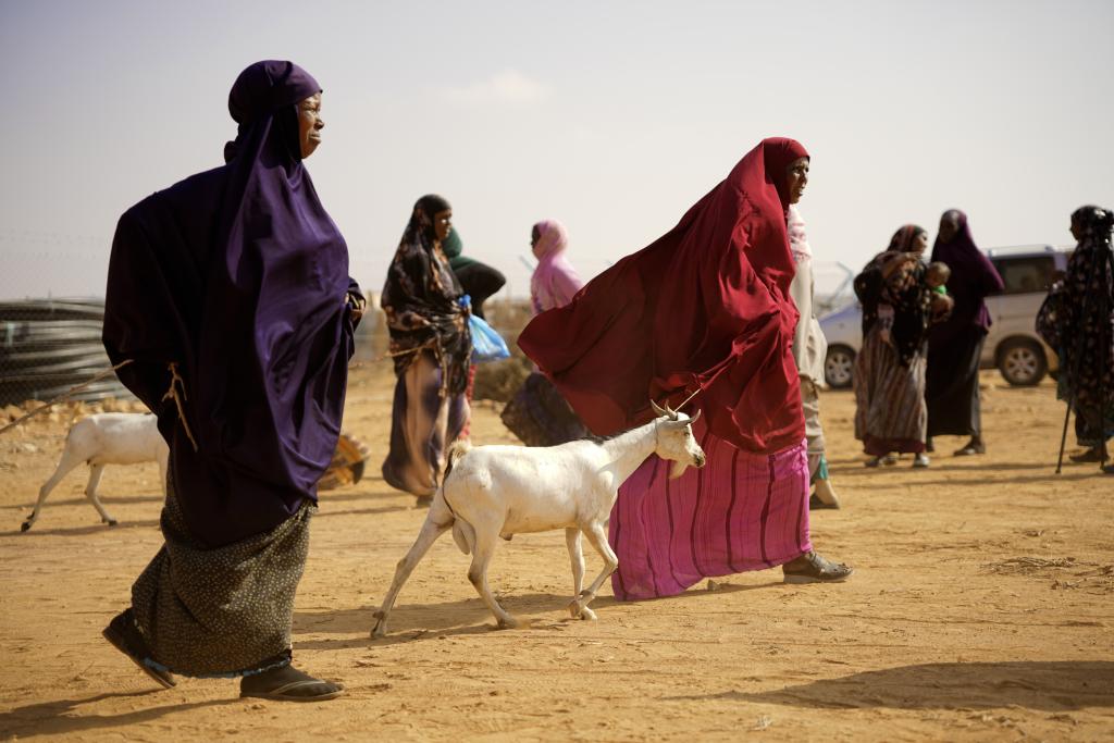 A group of pastoralists in Somalia with their livestock.
