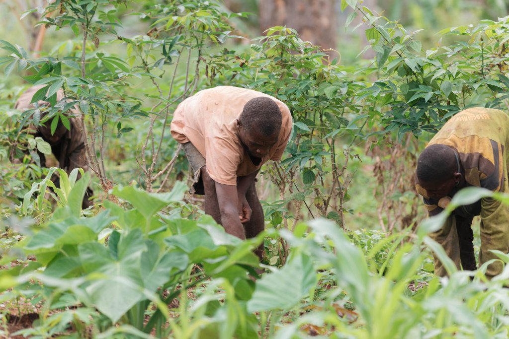 Farmers work in a field in Cameroon.