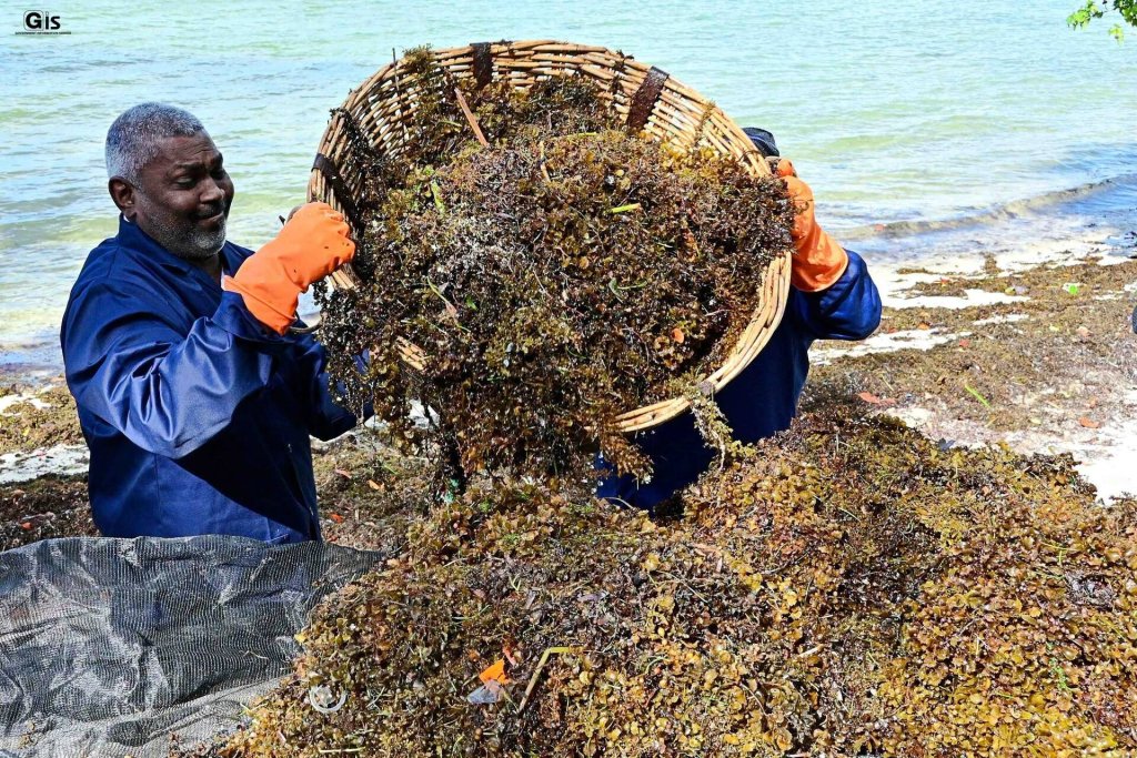 Two men in Mauritius collect seaweed.
