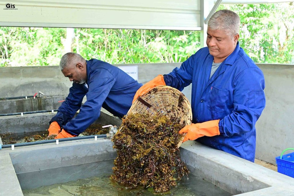 Two men in Mauritius process seaweed to be used as bio-fertiliser.