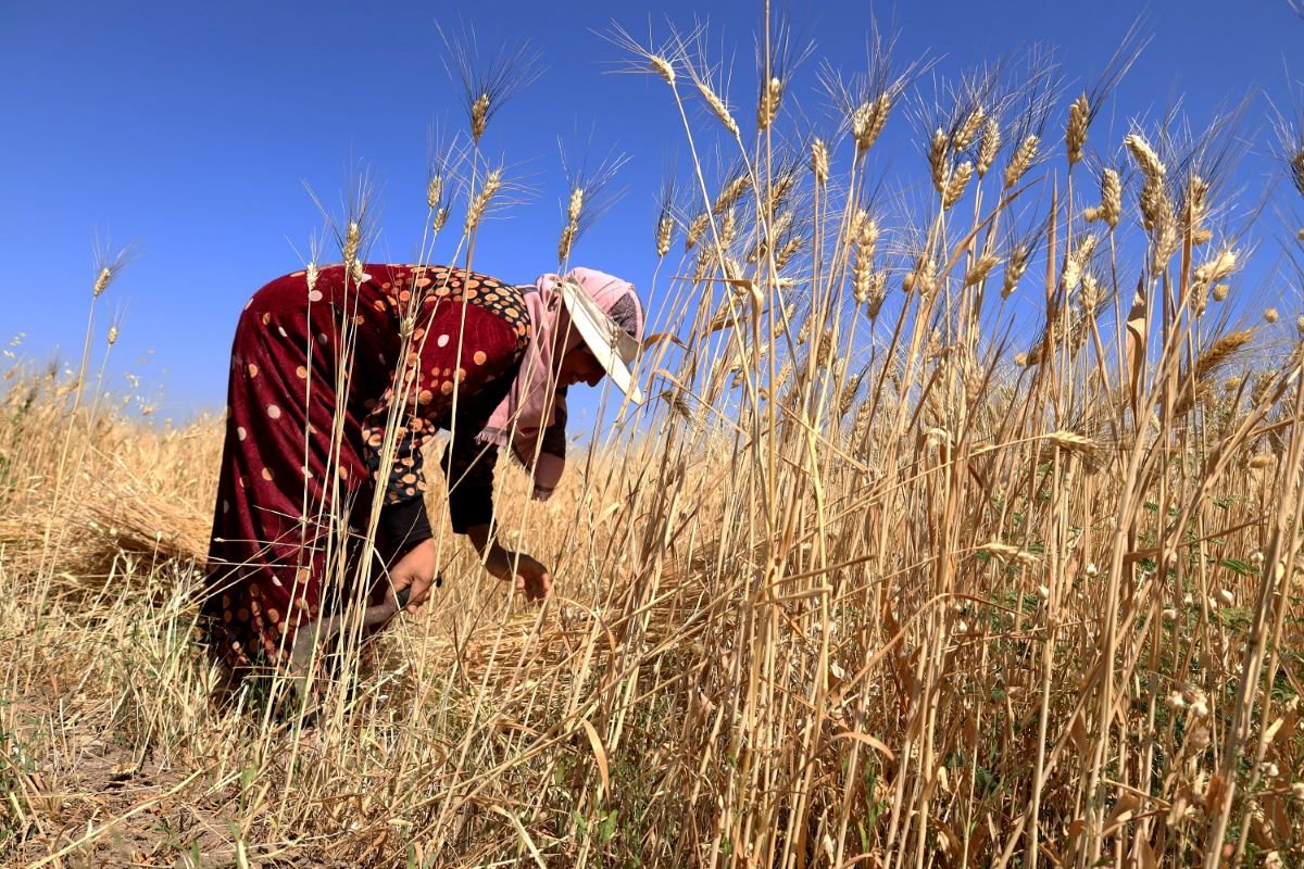 person in red robes bends down to attend to crop of wheat 