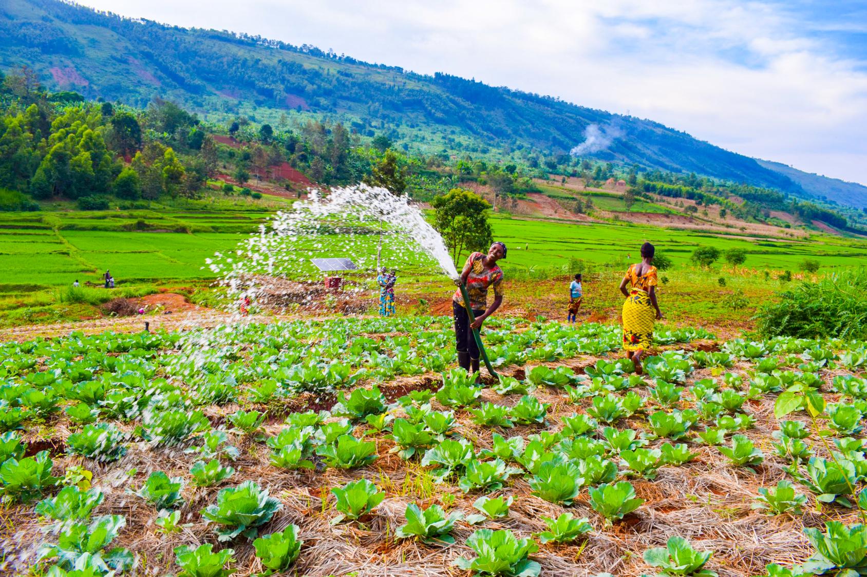 Farmer holds a hose spouting water in a green field in Rwanda