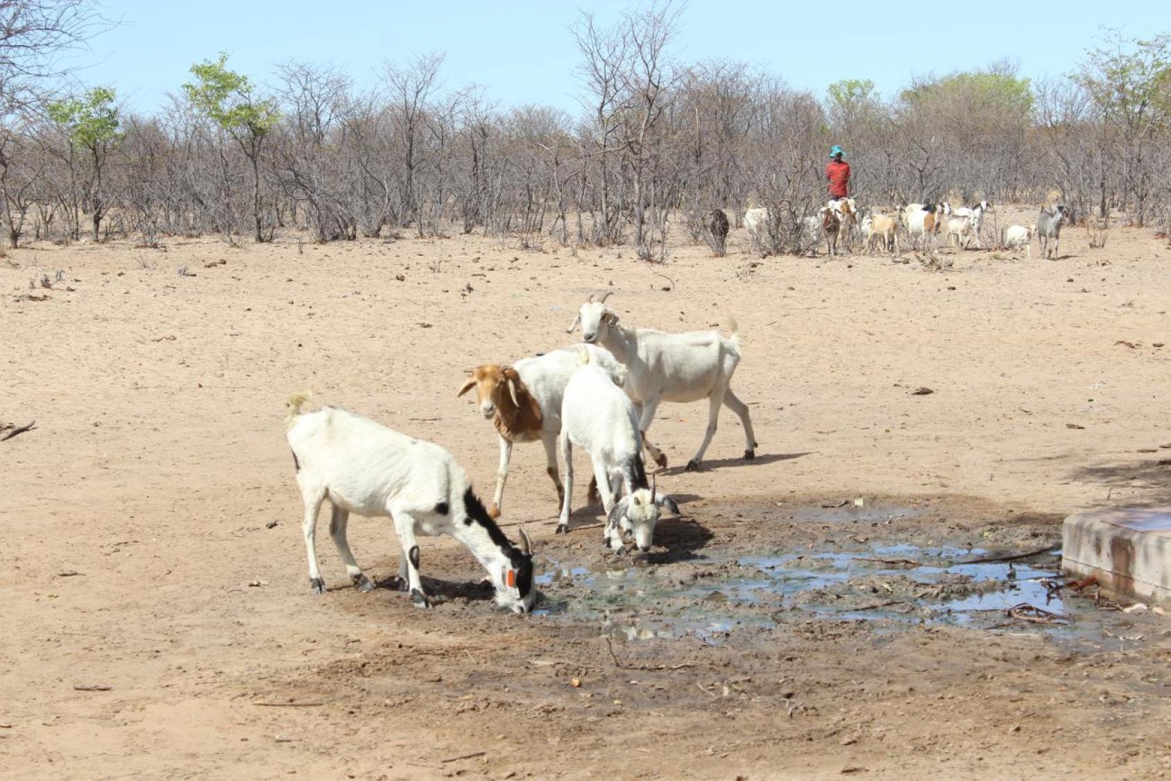 A herd of goats in an outdoor space drinking from a puddle in arid land