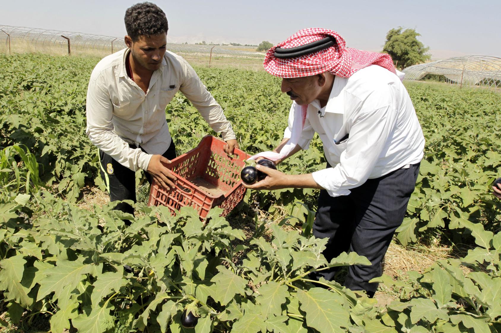 Two men in a field, one wearing a turban are inspecting their produce 
