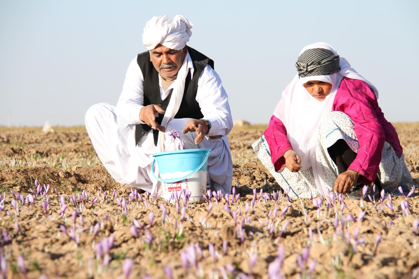 Two people in a field attending to their crops 