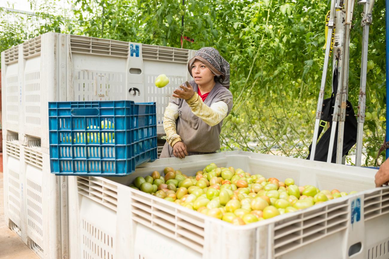 women throws tomatoes into boxes outside