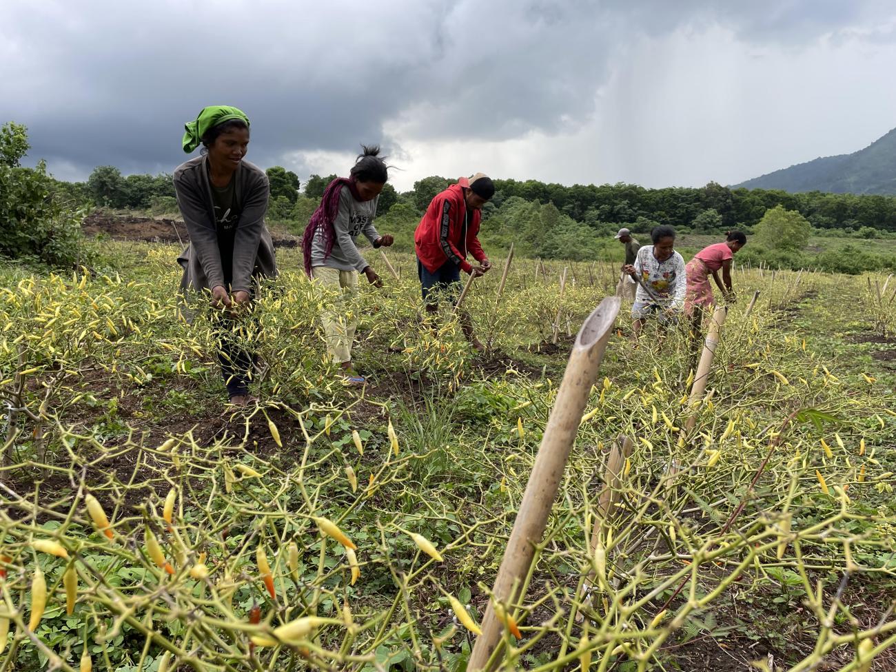 people working in a green field 