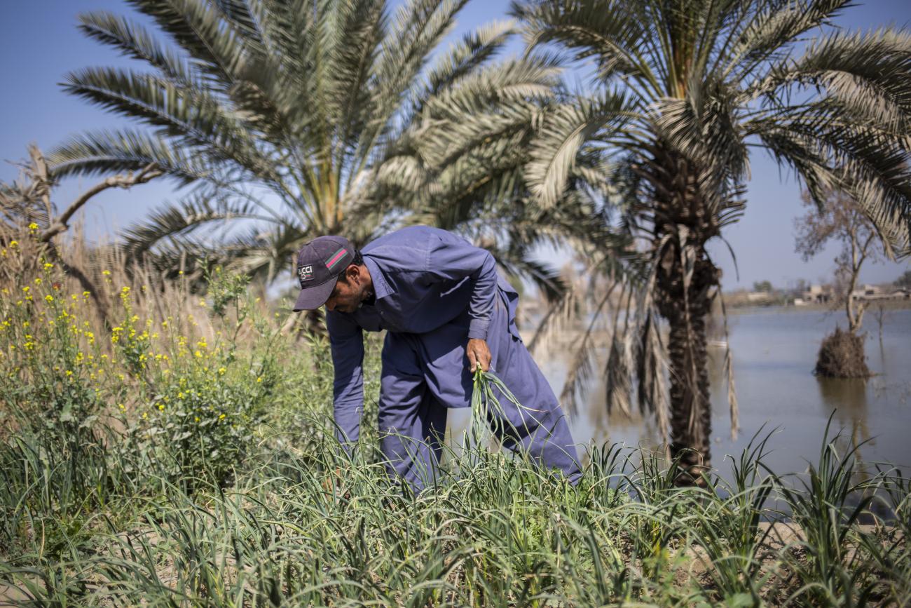 Man bends down to tend to crops in a green field 