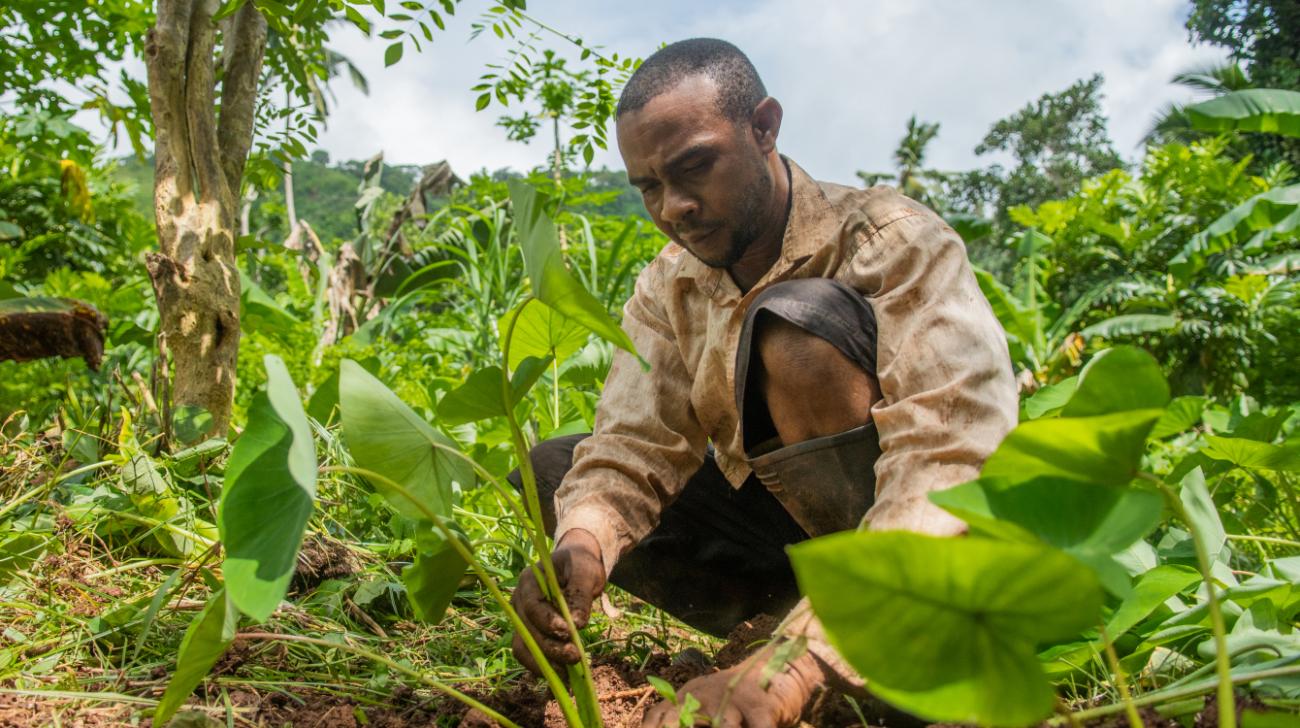 man kneels down to tend to green plants in field