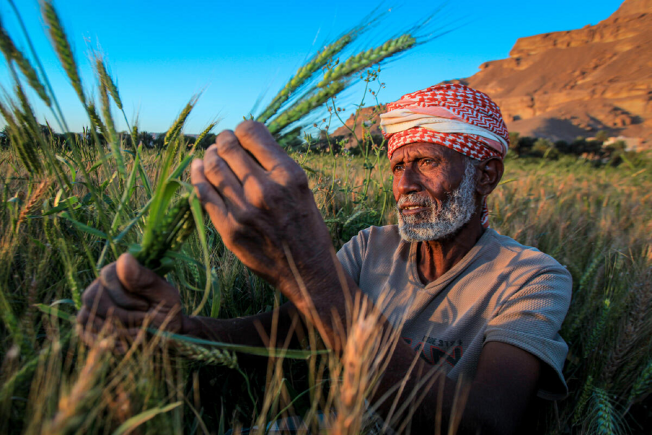 man in red head scarf tends to wheat crops in field
