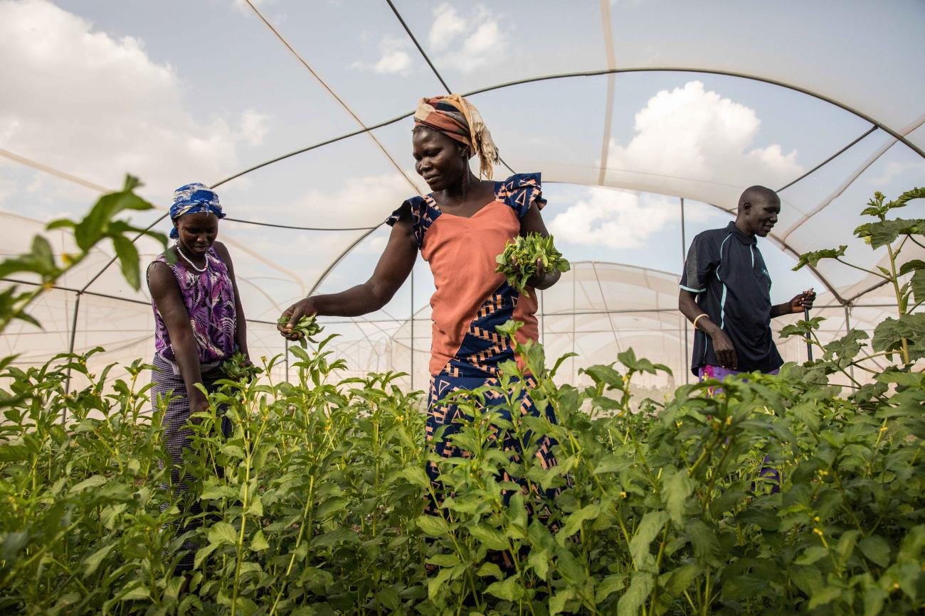 three people tend to crops in a greenhouse