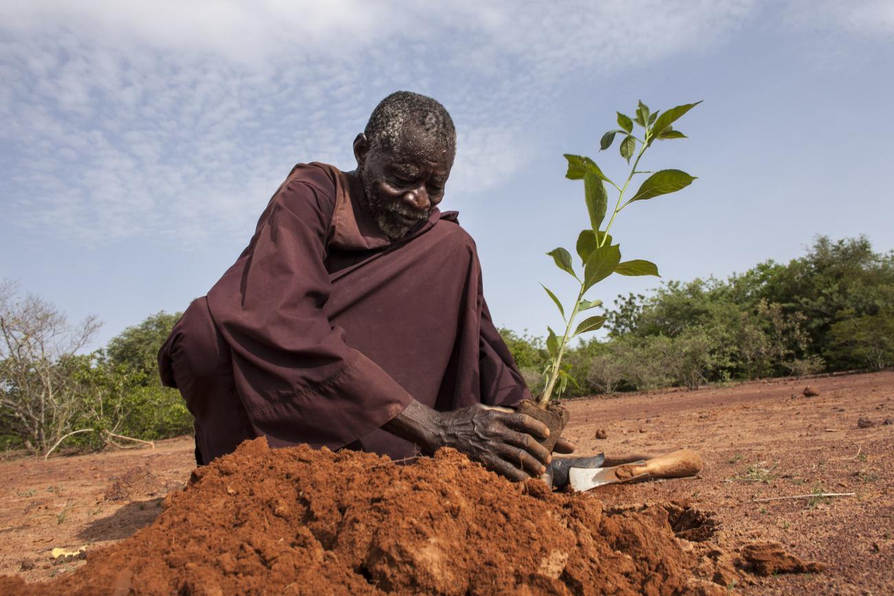 A man is in a dessertified area planting a tree, demonstrating the impacts of climate change and dissertification