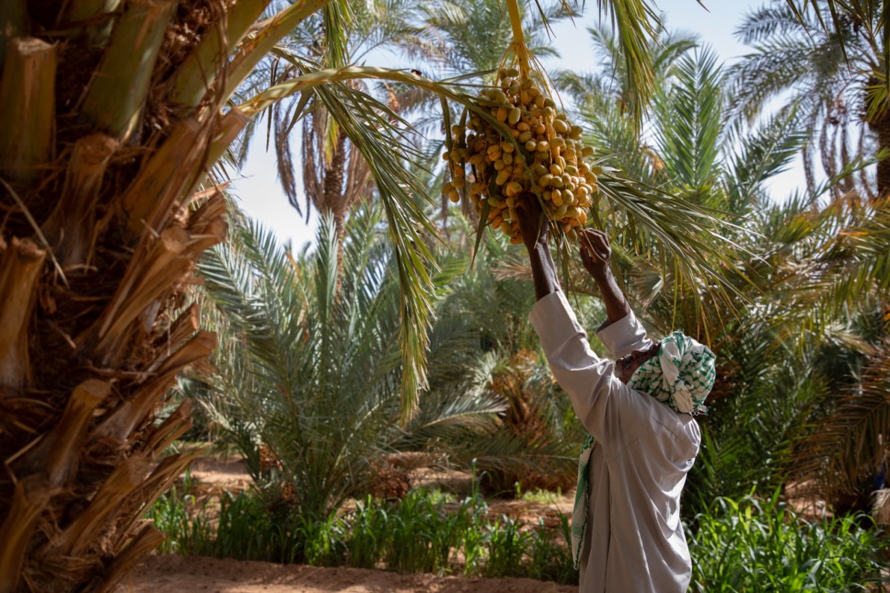 A man in Algeria tends to his date tree.