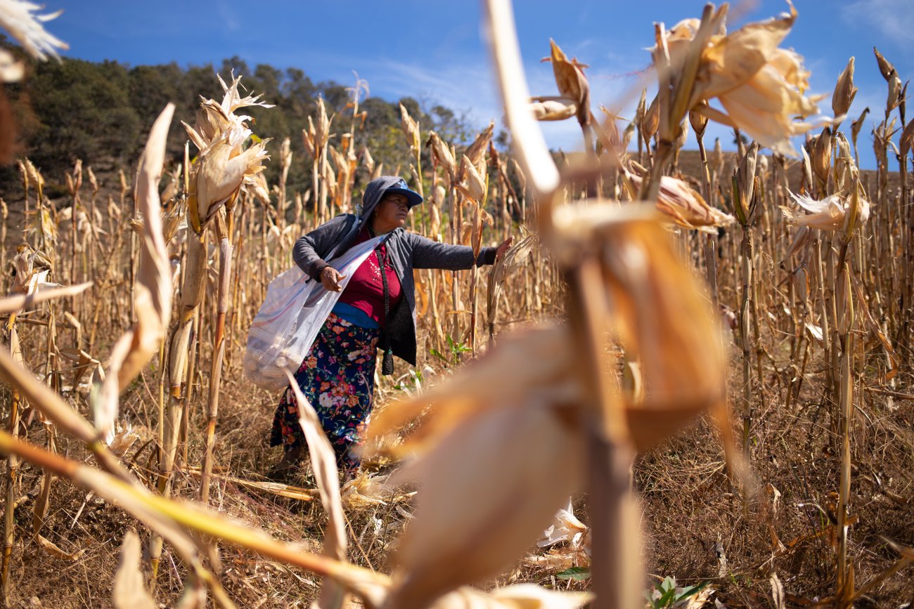 A woman in Mexico works in a field.