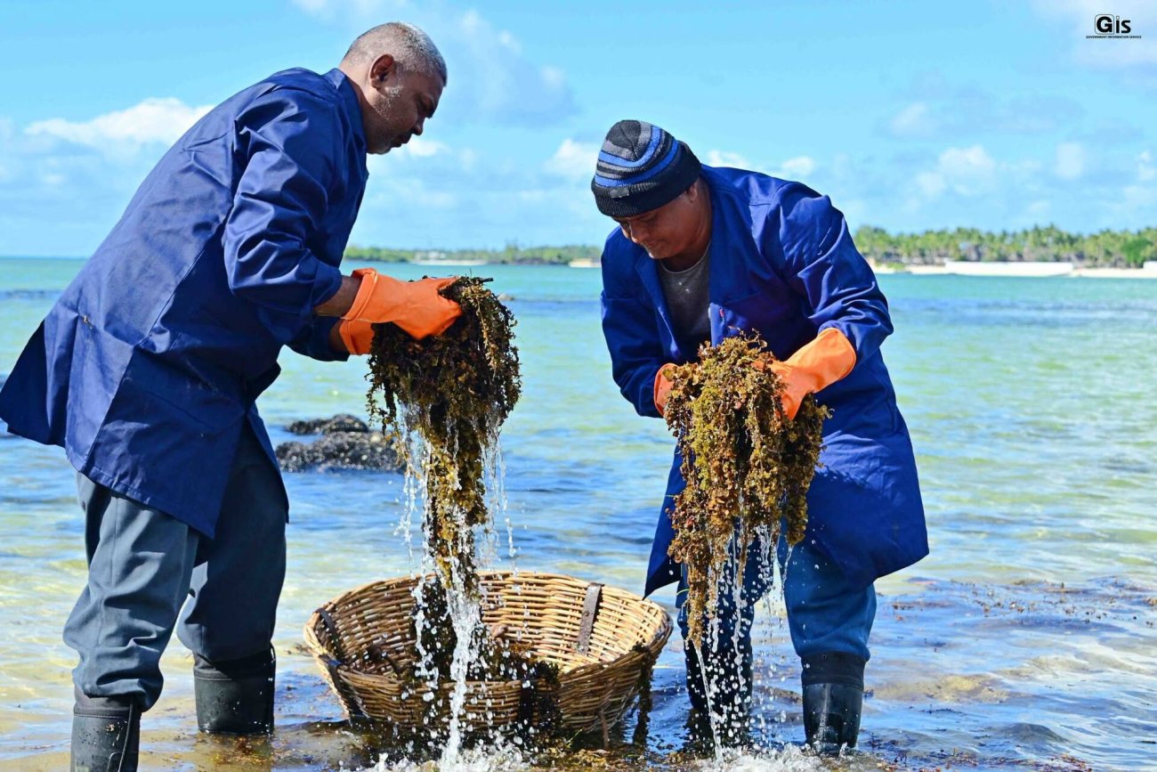 Two men in Mauritius collect seaweed.