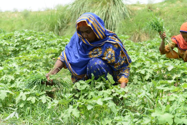 A woman in Pakistan works in a field.