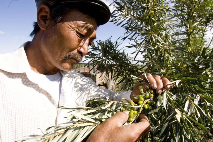 A man in Mongolia inspects a plant.