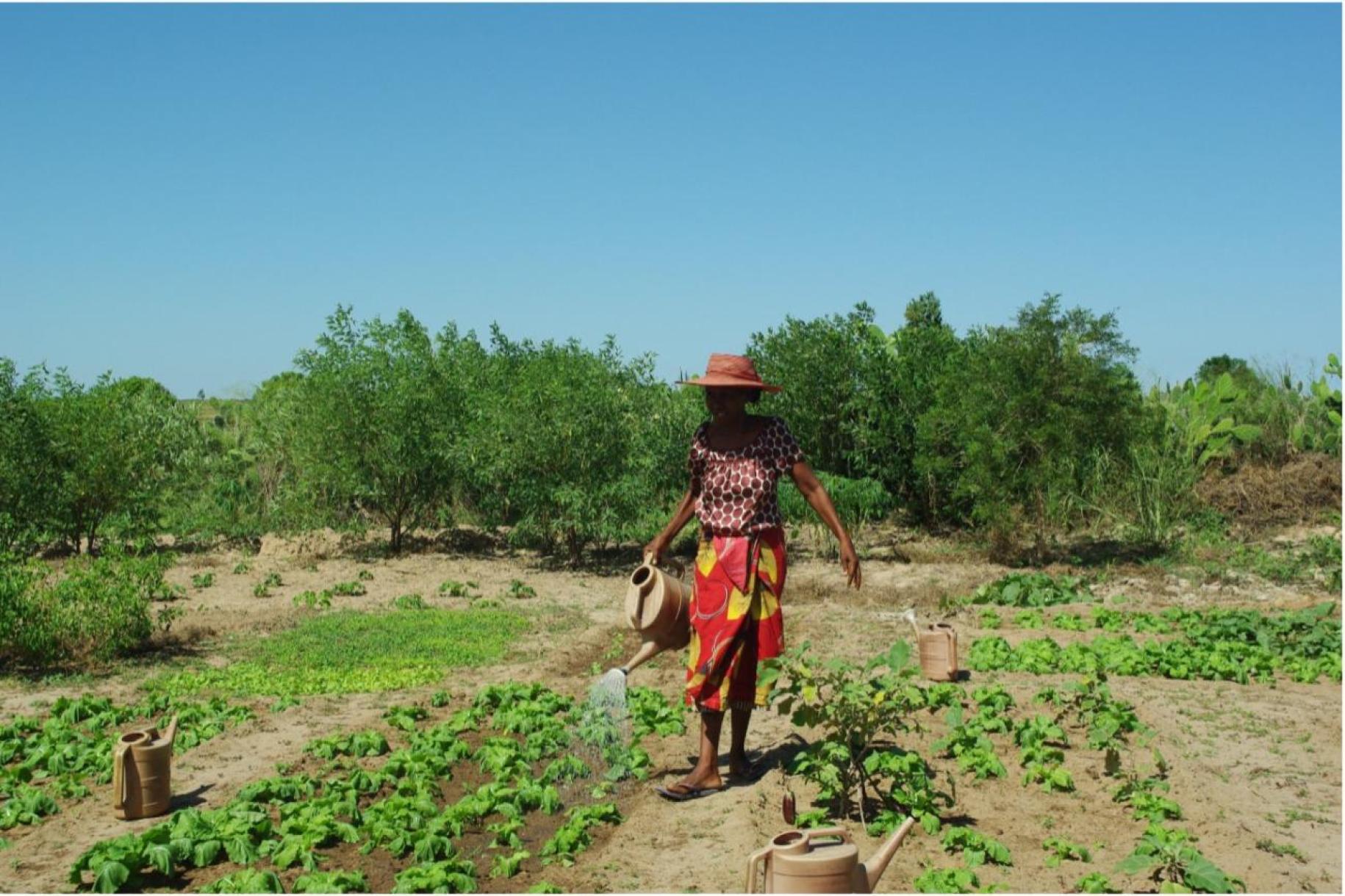 woman in red walks through fields watering crops 