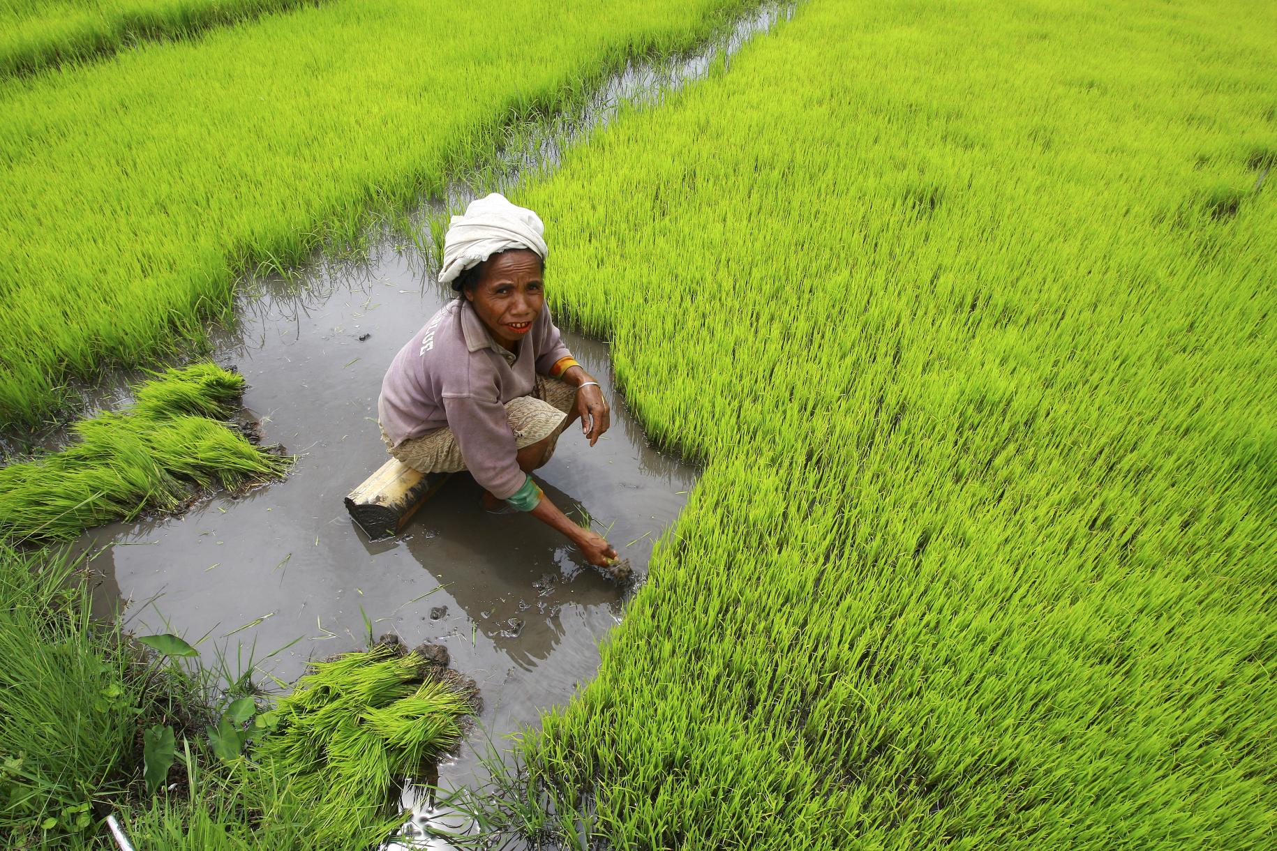woman bends down in green rice paddy field to attend to crop. 