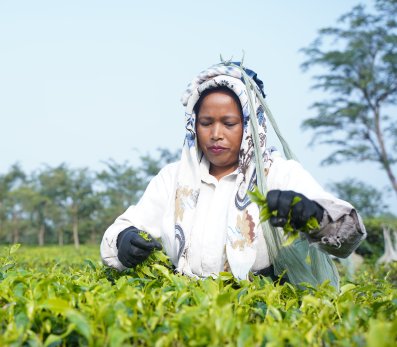Women wearing a type of headdress picking green plant leaves in a field.