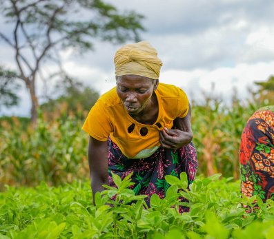 African women harvesting greens in a field.